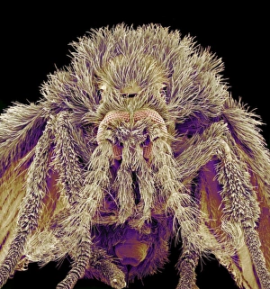 Compound Eyes Insect Stampe: Moth fly, SEM