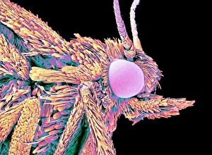 Insect Antennae Structure Stampe: Moth head, SEM
