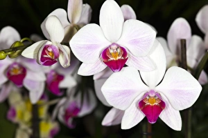 Orchid Photography Stampe: Moth orchids