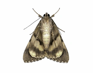 Insect Close Up Shots Stampe: Moth underside C016 / 2318