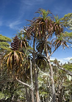 New Zealand Native Plants Stampe: Mountain grass tree