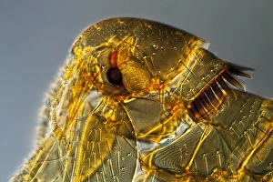 Light Microscopy Images Stampe: Mouse flea, light micrograph