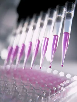 Stampe di Funnello multicanale. Gocce di liquido che pendono dalle aperture del funnello multicanale utilizzato per riempire un vasetto multiple con campioni Immagini datate 2003: Multi-pipette