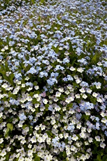 Myosotis Sylvatica Stampe: Myosotis sylvatica