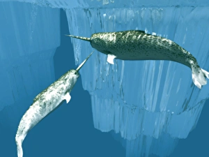 Stampe di I narvali (Monodon monoceros), arte grafica informatica. Queste rare mammiferi marini sono uno dei tre specie di balene che trascorrono tutta la loro vita nell'Arctica Immagini datate 2004 novembre: Narwhals