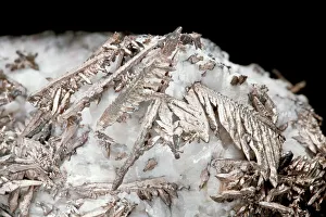 Stampe di L'argento trovato nella sua forma pura nel terreno è chiamato argenteo naturale (Ag) - è un metallo elementare e la sua struttura presenta una forma dendritica o ramificata Immagini datate 2013: Argento nativo
