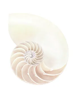 Stampe di Conchiglia di Nautilo. Sezione attraverso la conchiglia del nautilo (Nautilus sp.), rivelando la sua struttura spirale e le camere (camerae) Immagini datate 2007 agosto: Conchiglia del Nautilo