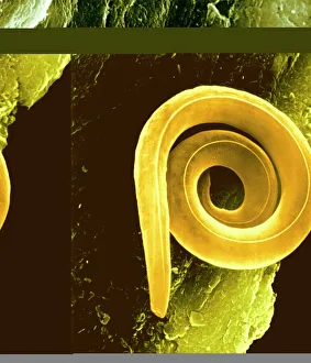 Coloured Scanning Electron Micrograph Stampe: Nematode worm, SEM