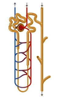 Stampe di La struttura del nefrone. Artwork che rappresenta la struttura di un nefrone, l'unità funzionale di filtrazione dei reni Immagini datate 2011 giugno: Struttura del nefrone, arte