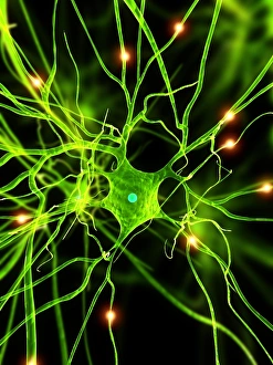 Stampe di Cella nervosa, artefatto Immagini datate 2012 aprile: Cellula nervosa, arte