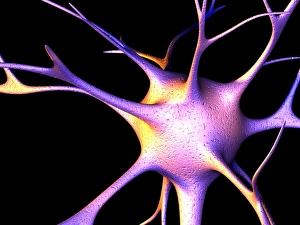 Neuroscience Computer Graphics Stampe: Nerve cell, computer artwork