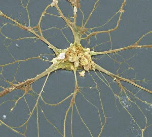 Stampe di Cellula nervosa. Micrografo a raggi X di scansione elettronica colorata (SEM) di un neurone (cellula nervosa) Immagini del 20 giugno 2003: Cella nervosa, SEM