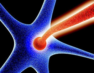 Neural Network Diagram Stampe: Nerve cell synapse, computer artwork