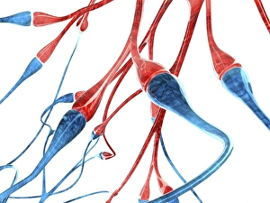 Central Nervous System Anatomy Stampe: Nerve cell synapses, computer artwork