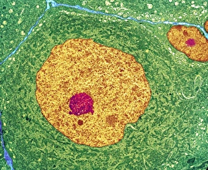Stampe di Cellula nervosa. Micrografia di trasmissione elettronegativa colorata del corpo della cellula nervosa in sezione transversale. La cellula ha un grande nucleo (giallo) e nucule interne (rosso) Immagini datate 2007 gennaio: Cella nervosa, TEM