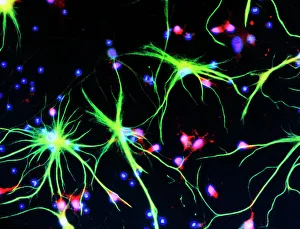 Nerve Cells Stampe: Nerve cells