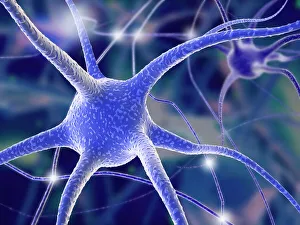 Nerve Cells Stampe: Nerve cells, computer artwork