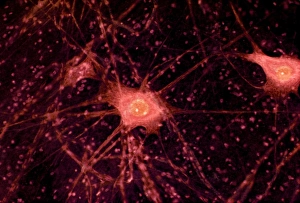 Stampe di Le cellule nervose o neuroni sotto l'ottica microscopica. I neuroni sono responsabili di passare informazioni all'interno del sistema nervoso centrale (SNC) e dal SNC al resto del corpo Immagini datate 2008 luglio: Cellule nervose, fotografia a lente di raggi X leggera