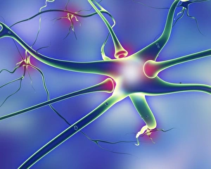 Neurology Images Stampe: Nerve cells and synapses