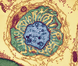 Human Body Anatomy Stampe: Nerve fibre node, TEM