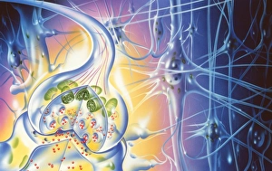 Stampe di La sinapsi. Illustrazione di un chiodo sintetico (a sinistra), l'intersezione tra due tessuti nervosi Immagini datate 1999: Sinapsi nervose