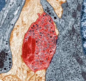 Coloured Transmission Electron Micrograph Stampe: Nerve synapse, TEM