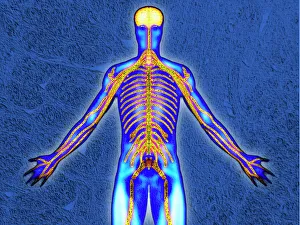 Corpo Umano Stampe: Sistema nervoso