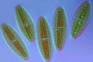 Polarised Light Microscopy Stampe: Netrium desmids, light micrograph