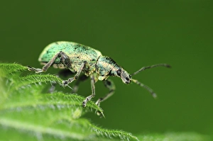 Dorset Wildlife Images Stampe: Nettle weevil on a nettle leaf