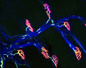 Nerve Cell Anatomy Stampe: Neuromuscular synapse, light micrograph