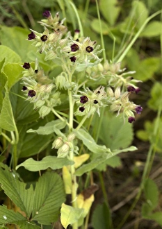 Wild Orchids Europe Stampe: Nonea pulla
