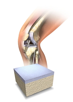 Femur Tibia Fibula Bones Stampe: Normal human knee, artwork