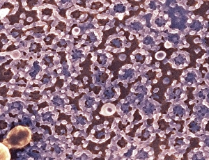 Stampe di Le complessi di poro nucleare. Immagine a colorazione elettronegativa del SEM della superficie del nucleo cellulare, mostrando i numerosi complessi di poro nucleare (NPCs, anelli) nella sua envelope Immagini datate 2009 marzo: Complessi di poro nucleare, SEM