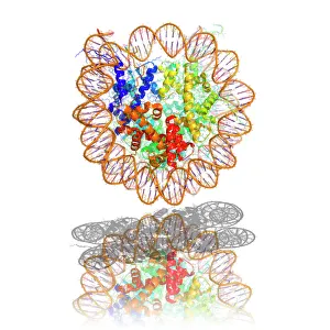 IL DNA Stampe: Molecola di nucleosoma
