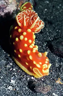 Nudibranch