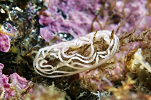 External Gills Marine Life Stampe: Nudibranch eggs
