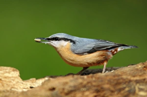 Dorset Wildlife Stampe: Nuthatch