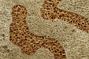 Myristica Fragrans Stampe: Nutmeg, SEM