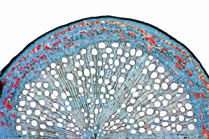Stampe di Radice di quercia. Microfotografia leggera di una sezione attraverso un ramoscello secondario da un albero di quercia (Quercus sp.) Immagini datate 2012 gennaio: Ramoso di quercia, micrografo leggero