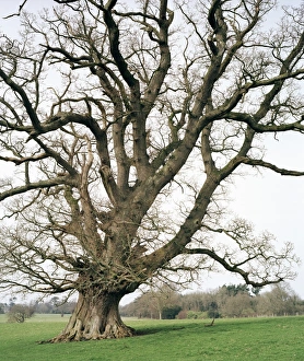 Tree Photography Stampe: Oak tree