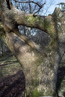 Tree Growth Patterns Stampe: Oak tree (Quercus)