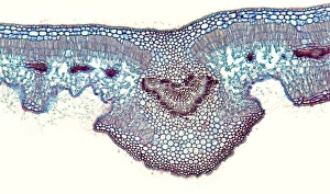 Stampe di La foglia di oleandro. Microfotografia leggera di una sezione attraverso la foglia dell'albero d'oleandro (Nerium oleander), che mostra i suoi stomati solcanti (apiri, a sinistra e destra) Immagini datate 2012 gennaio: Laurifolia foglia di oleandro, fotografia a lente semiconfina