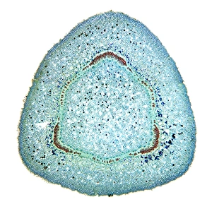 Stampe di La sezione trasversale di un ramoscello d'oleandro (Nerium oleander). La superficie esterna è costituita da una thick cuticle gialla e poi cambio pericarpo blu-verde Immagini datate 2009 ottobre: Stemma dell'Olearo, micrografo leggero