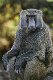 Papio Anubis Stampe: Olive baboon