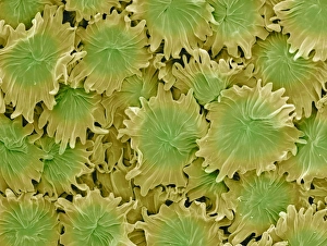 Stampe di Foglie di oliva con pellicole trifidarie. Immagine a raggi X roso elettronico (SEM) della superficie delle peltate trichome, o dei capelli modificati, sulla foglia di olive (Olea europaea) Immagini datate 2007 aprile: Foglie di oliva pellicole tricome, SEM