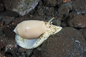 Indonesian Ocean Creatures Stampe: Olive shell snail