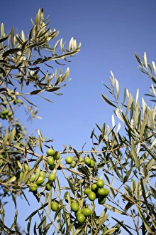 European Olive Trees Stampe: Olives