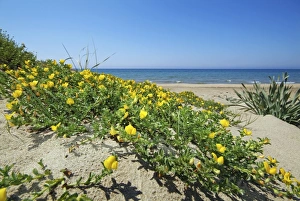 Desert Plant Species Stampe: Ononis variegata