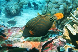 Stampe di Pesci-triglione decorati di righe arancioni (Balistapus undulatus), che si nutrono di corallo. Fotografato nel Mar degli Andamani, in Thailandia Immagini datate 2004 settembre: Pesci-triglie con bordo arancione