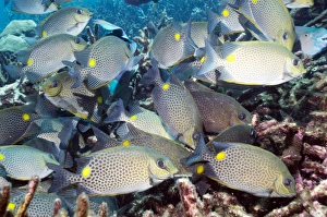 Stampe di Pesci con macchie di arancione a Siganus guttatus mangiano. Fotografati nell'Andamano, Tailanda Immagini datate 25 agosto 2009: Pesce a macchie di arancia